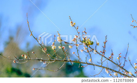 White-eye that sucks the nectar of plum blossoms White-eye that sucks the nectar of plum blossoms 112078869
