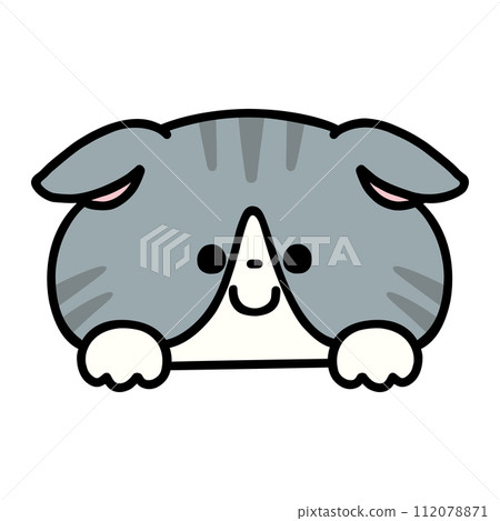 A cute Scottish fold that shows off its face A cute Scottish fold that shows off its face 112078871