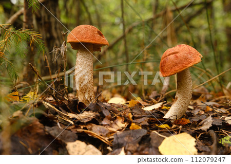 Two red aspen trees grow in the forest. Mushrooms in the forest. Mushroom picking Two red aspen trees grow in the forest. Mushrooms in the forest. Mushroom picking 112079247