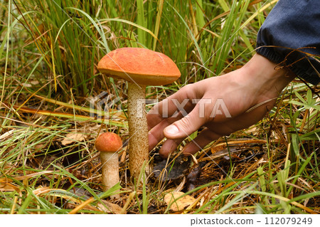 A hand reaches out to pluck an aspen mushroom growing in the forest. Mushrooms in the forest. Mushroom picking 112079249