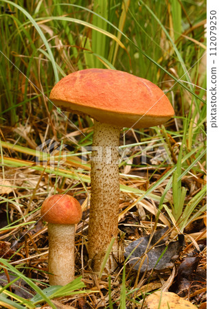 Two red aspen trees grow in the forest. Mushrooms in the forest. Mushroom picking 112079250