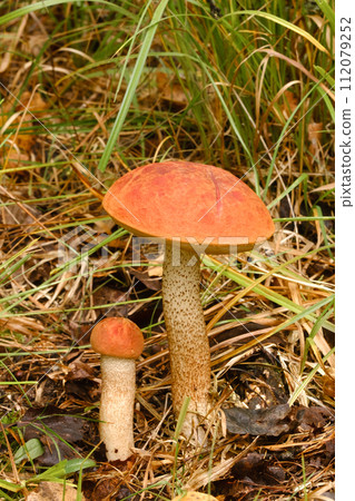 Two red aspen trees grow in the forest. Mushrooms in the forest. Mushroom picking 112079252