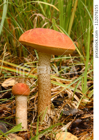 Two red aspen trees grow in the forest. Mushrooms in the forest. Mushroom picking Two red aspen trees grow in the forest. Mushrooms in the forest. Mushroom picking 112079255