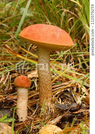 Two red aspen trees grow in the forest. Mushrooms in the forest. Mushroom picking 112079259