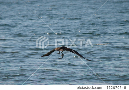 Osprey Pandion haliaetus Osprey Pandion haliaetus 112079346