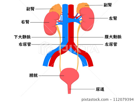 腎臟到膀胱各部位名稱 112079394