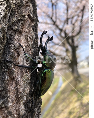 彩虹鍬蟲 Phalacrognathus muelleri 彩虹鍬蟲 Phalacrognathus muelleri 112079692