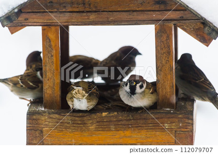 Sparrows (lat. Passer domesticus)  in a bird feeder on a snowy winter day. Photo project " Birds." Birds of Eastern Siberia. 112079707