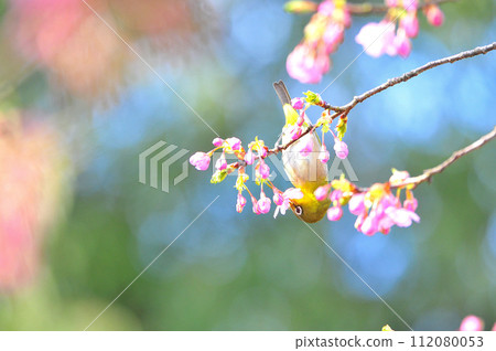 Kawazu Sakura and Maino 4 112080053