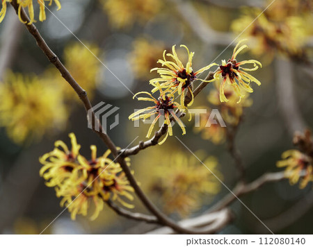 Yellow flowers of witch hazel that bloom in early spring Yellow flowers of witch hazel that bloom in early spring 112080140