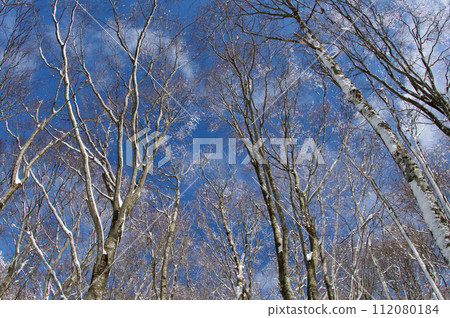 雪景 伊巴山山毛櫸林、白霜、雪花 雪景 伊巴山山毛櫸林、白霜、雪花 112080184