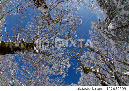 Snowy scenery Mt. Hiba beech forest, hoarfrost, snow flowers 112080209