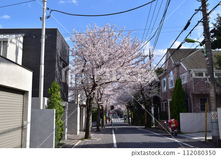 舊新町住宅區的櫻花樹(世田谷、深澤、東大通) 舊新町住宅區的櫻花樹(世田谷、深澤、東大通) 112080350