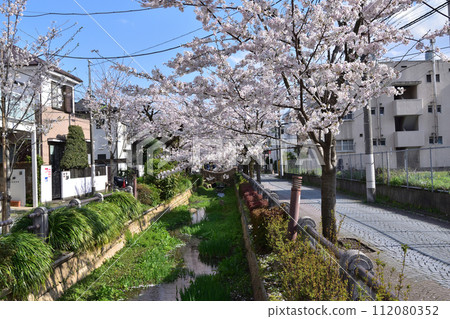 世田谷深澤仁川心水公園的一排櫻花樹 112080352