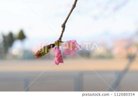 桃花瓣 桃花瓣 112080354