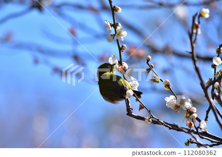 繡眼梅花的春天景色 繡眼梅花的春天景色 112080362