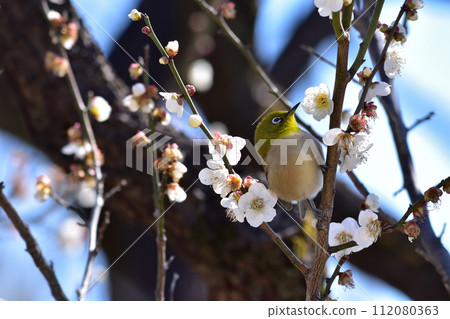 繡眼梅花的春天景色 112080363