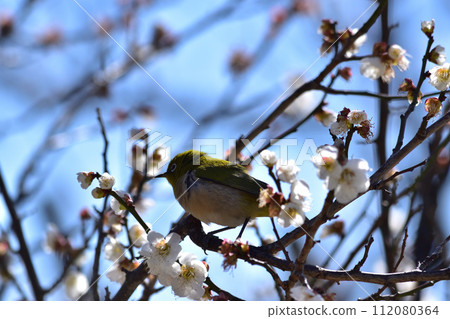 繡眼梅花的春天景色 112080364