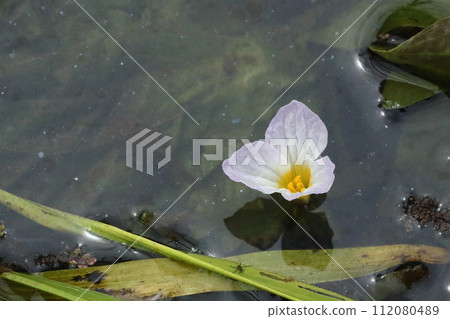 White flowers of water plantain (from above) 112080489