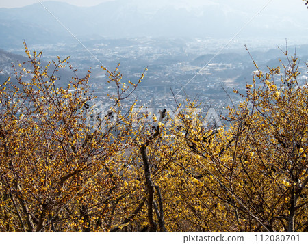 殘雪的寶登山露梅庭園【埼玉縣長瀞町】 112080701