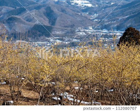 殘雪的寶登山露梅庭園【埼玉縣長瀞町】 殘雪的寶登山露梅庭園【埼玉縣長瀞町】 112080707