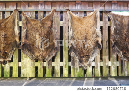 pasted boar fur pasted boar fur 112080718