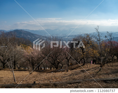 殘雪的寶登山露梅庭園【埼玉縣長瀞町】 殘雪的寶登山露梅庭園【埼玉縣長瀞町】 112080737