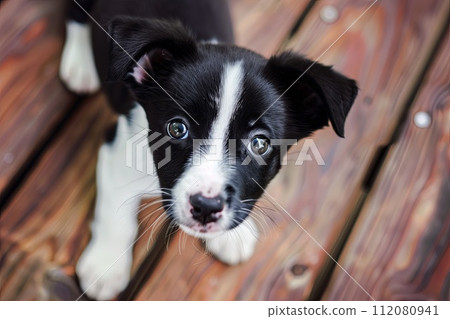 Small Black and White Dog on Wooden Deck 112080941