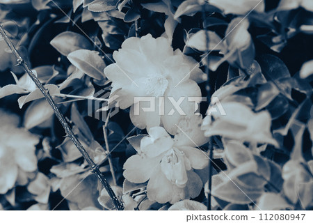 camellia petals camellia petals 112080947