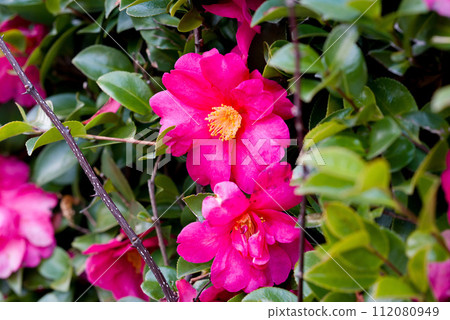 Tsubaki flower Tsubaki flower 112080949