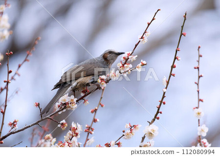 Buddle that sucks plum blossoms 112080994