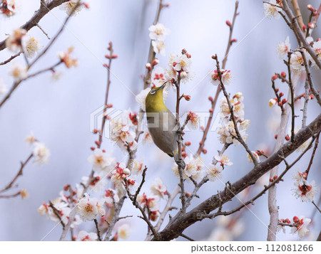 藥物吸收梅花 112081266