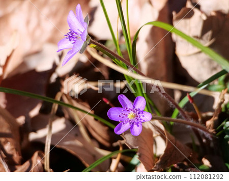 Affiliation 112081292