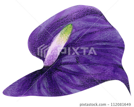 Watercolor Floral Botanical hand paint 112081649