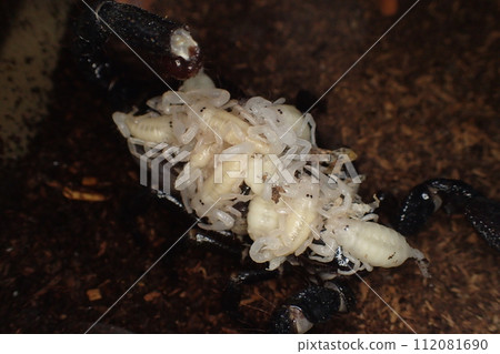 Giant scorpion giving birth and nursing Giant scorpion giving birth and nursing 112081690