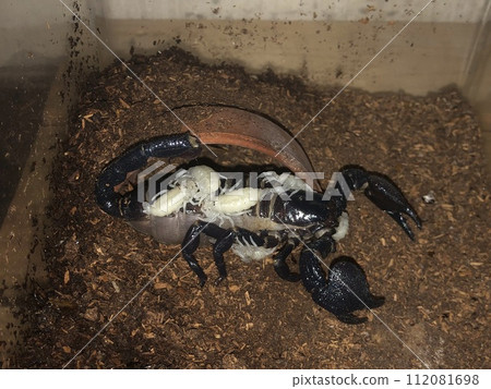 Giant scorpion giving birth and nursing 112081698