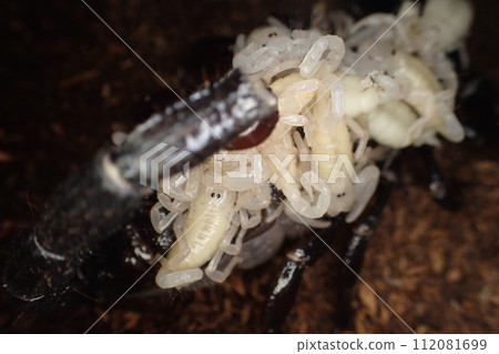 Giant scorpion giving birth and nursing 112081699