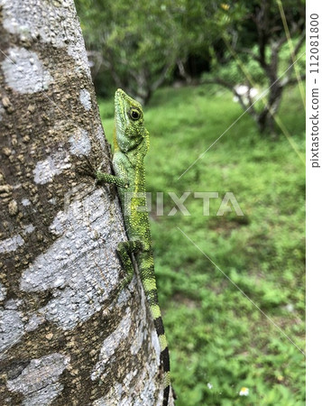 Okinawa Kinobori lizard Diploderma polygonatum polygonatum Okinawa Kinobori lizard Diploderma polygonatum polygonatum 112081800