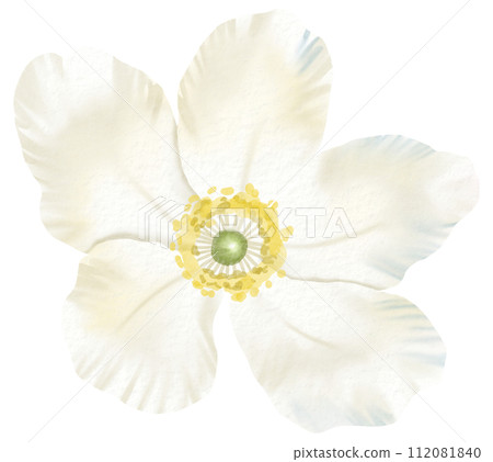 Watercolor Floral Botanical hand paint Watercolor Floral Botanical hand paint 112081840