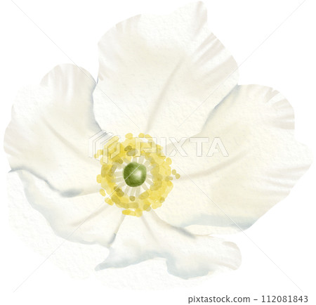 Watercolor Floral Botanical hand paint 112081843