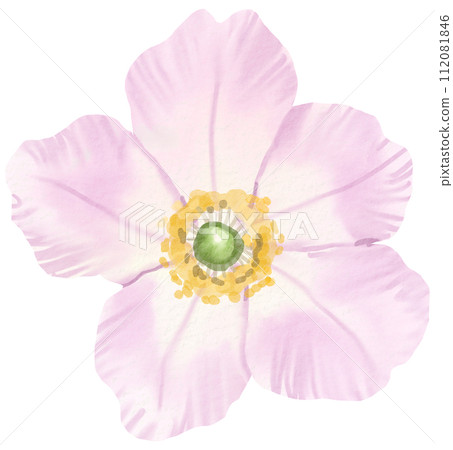 Watercolor Floral Botanical hand paint Watercolor Floral Botanical hand paint 112081846