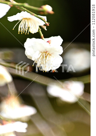 white weeping plum blossom 112081918