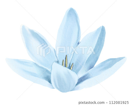 Watercolor Floral Botanical hand paint 112081925