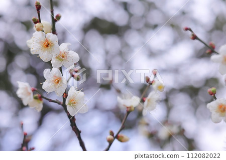 white plum blossom white plum blossom 112082022
