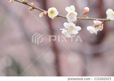 Beautiful white plum blossoms and buds Beautiful white plum blossoms and buds 112082025