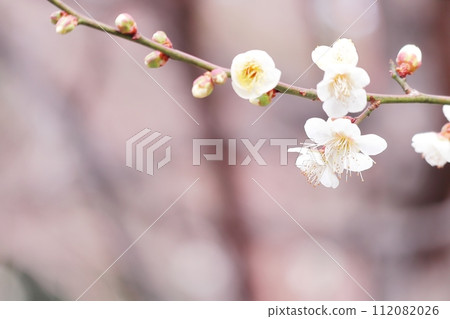 Close-up of pretty white plum blossoms and buds Close-up of pretty white plum blossoms and buds 112082026