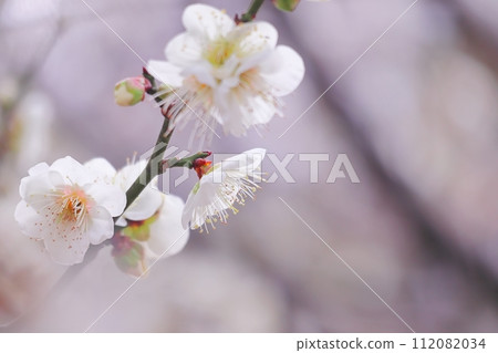 白梅花盛開 112082034