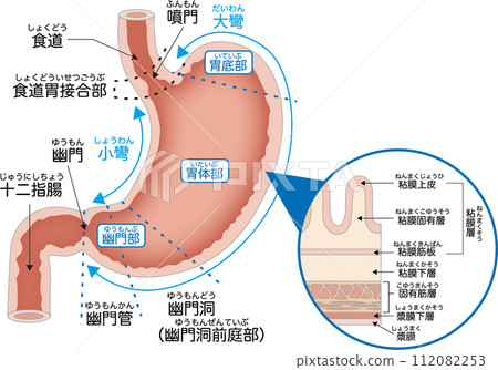 Structure of the stomach and names of each part 112082253