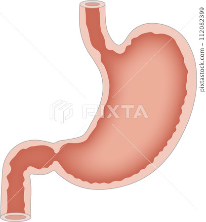 Stomach 112082399