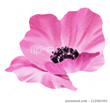 Watercolor Floral Botanical hand paint 112082443